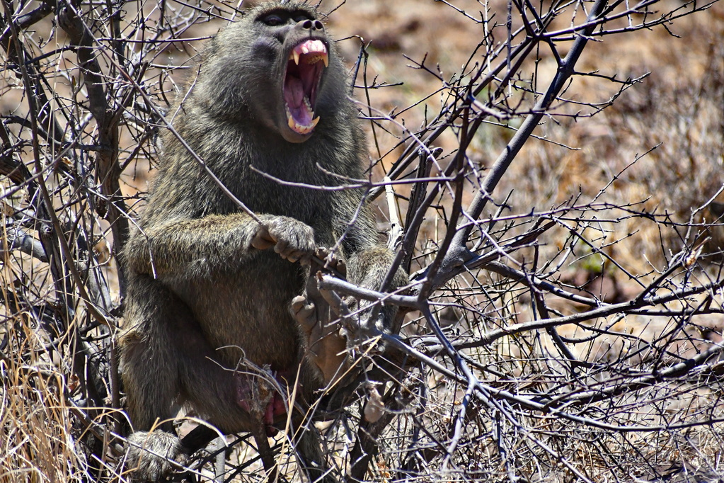 Buffalo Springs Nat. Reserve